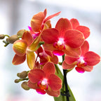 Phalaenopsis Soft Touch - voňavá