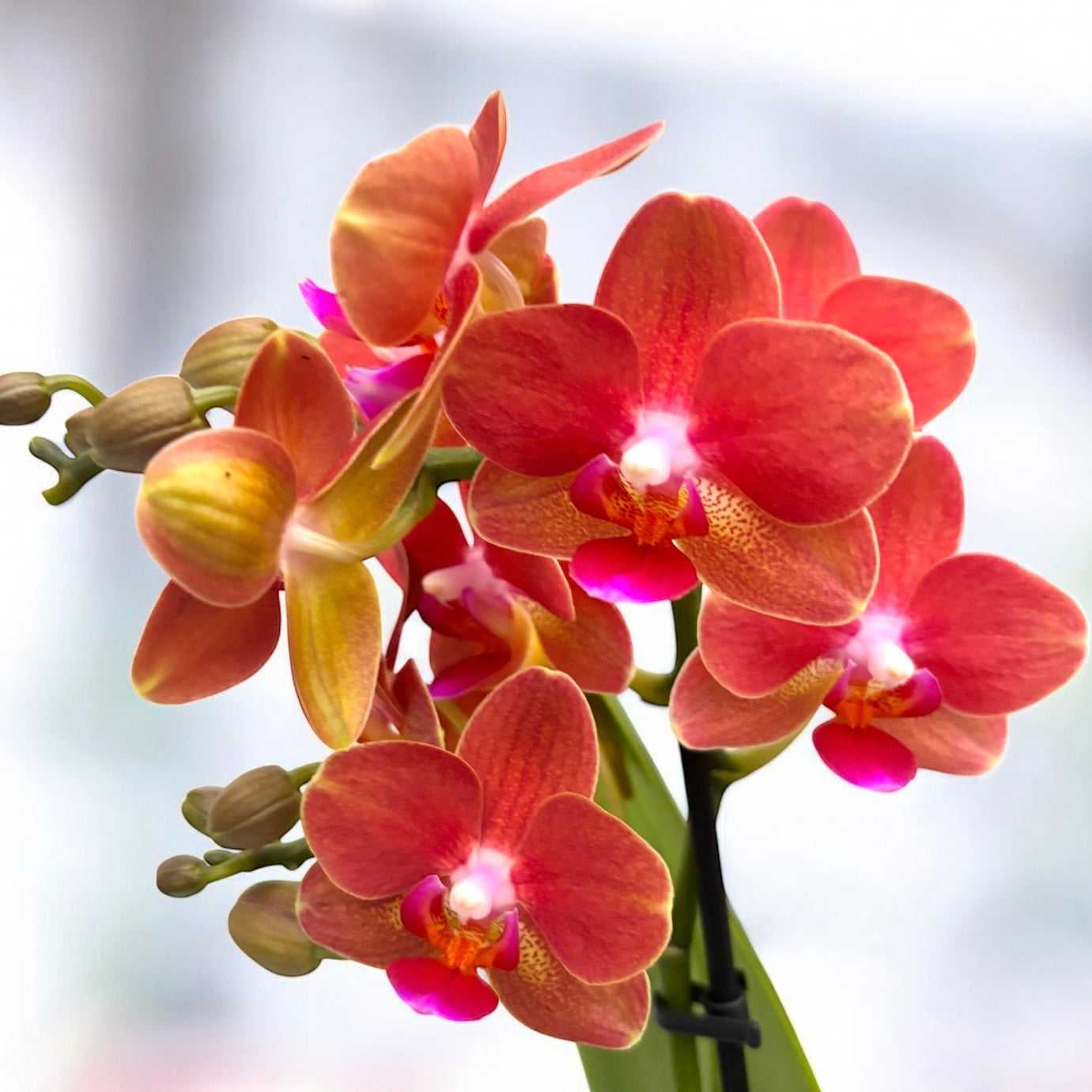 Phalaenopsis Soft Touch - profumato