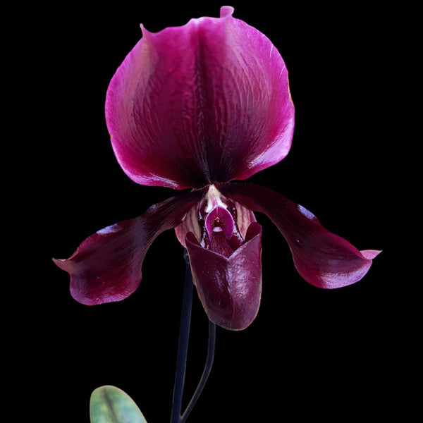 Paphiopedilum maudiae 'Black Jack'