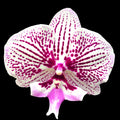 Phalaenopsis Venus KizZ (Tying Shin Thor) big lip