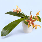 Phalaenopsis Almanis (mannii × tetraspis)