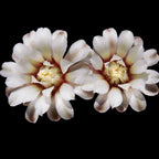 Gymnocalycium quehlianum