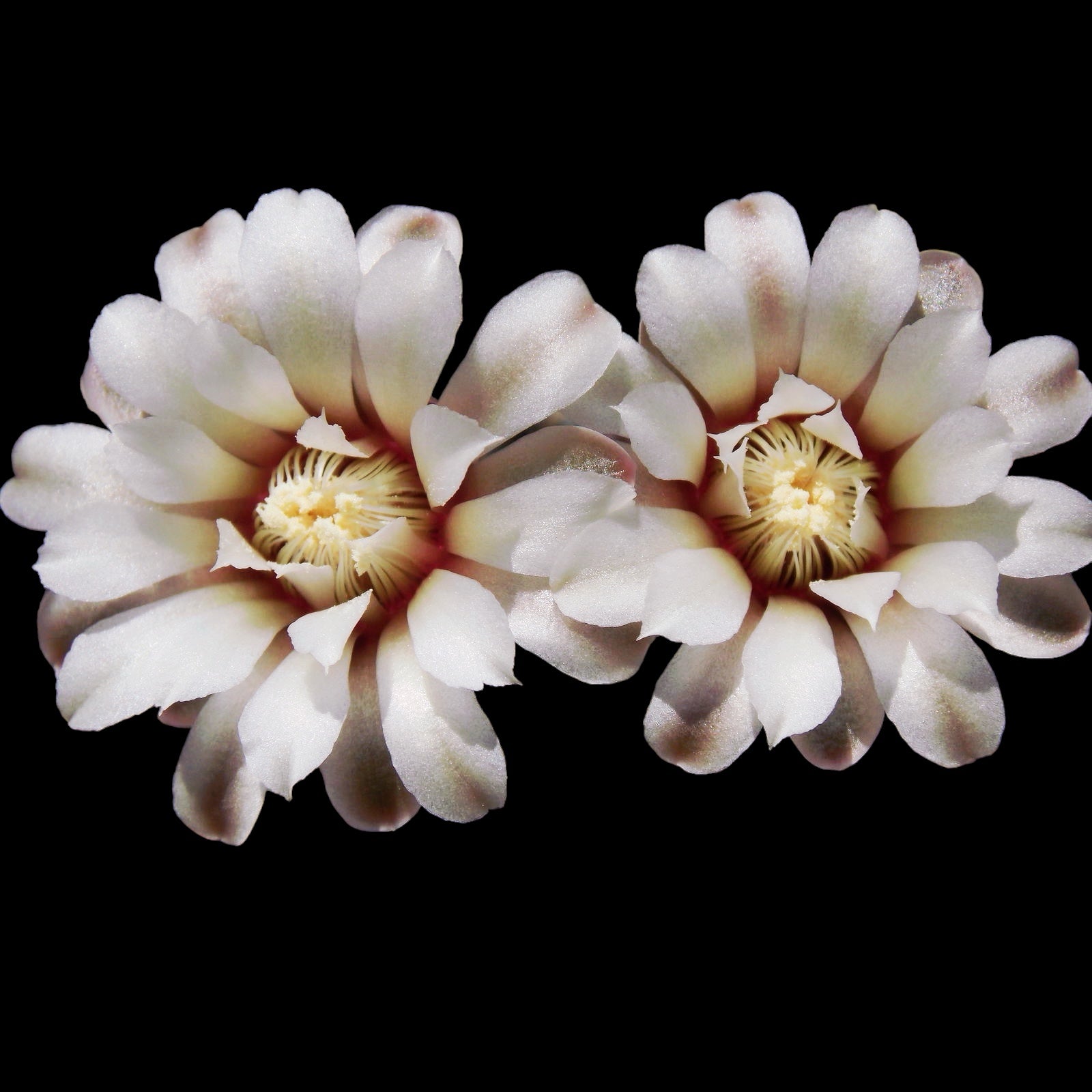 Gymnocalycium quehlianum