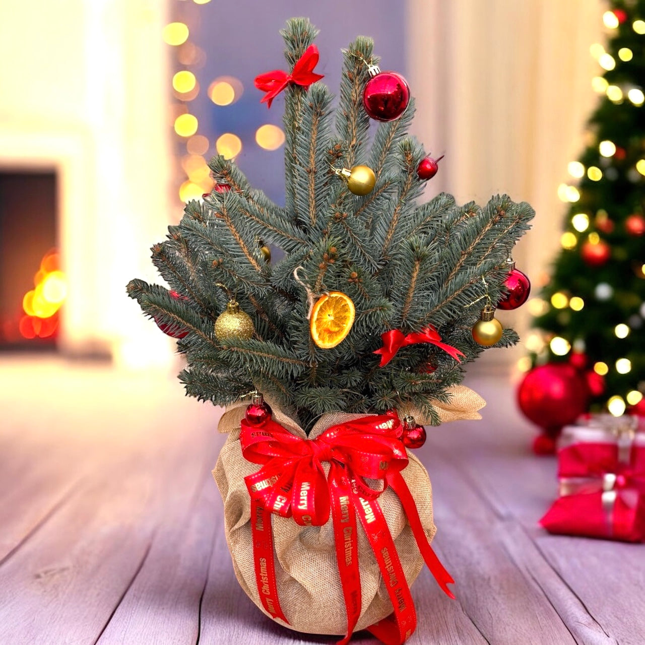 Picea Super Blue, brad argintiu 'Magic Blue' - Cel mai frumos dar de sarbatori