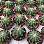 Ferocactus glaucescens f. inermis