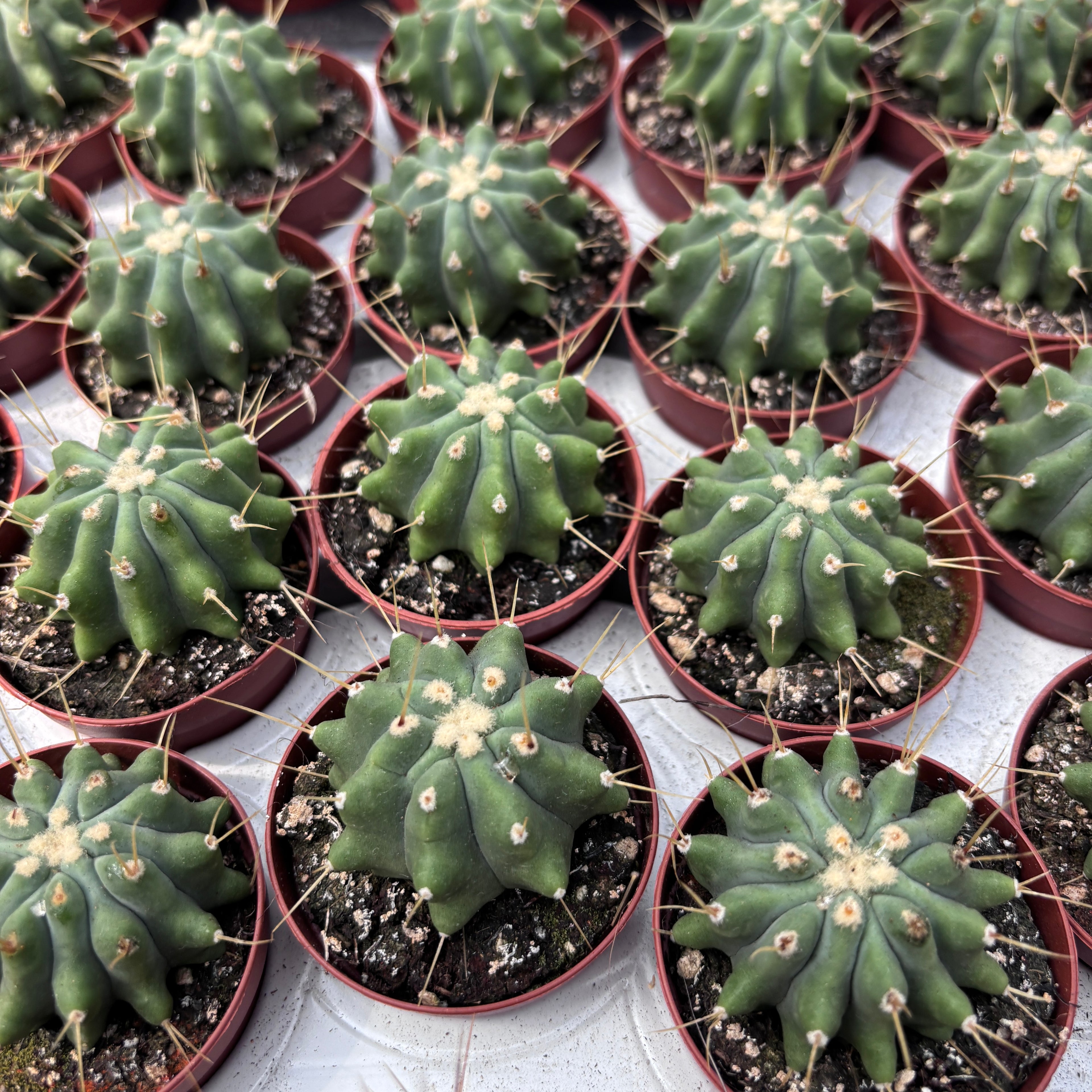 Ferocactus glaucescens f. inermis