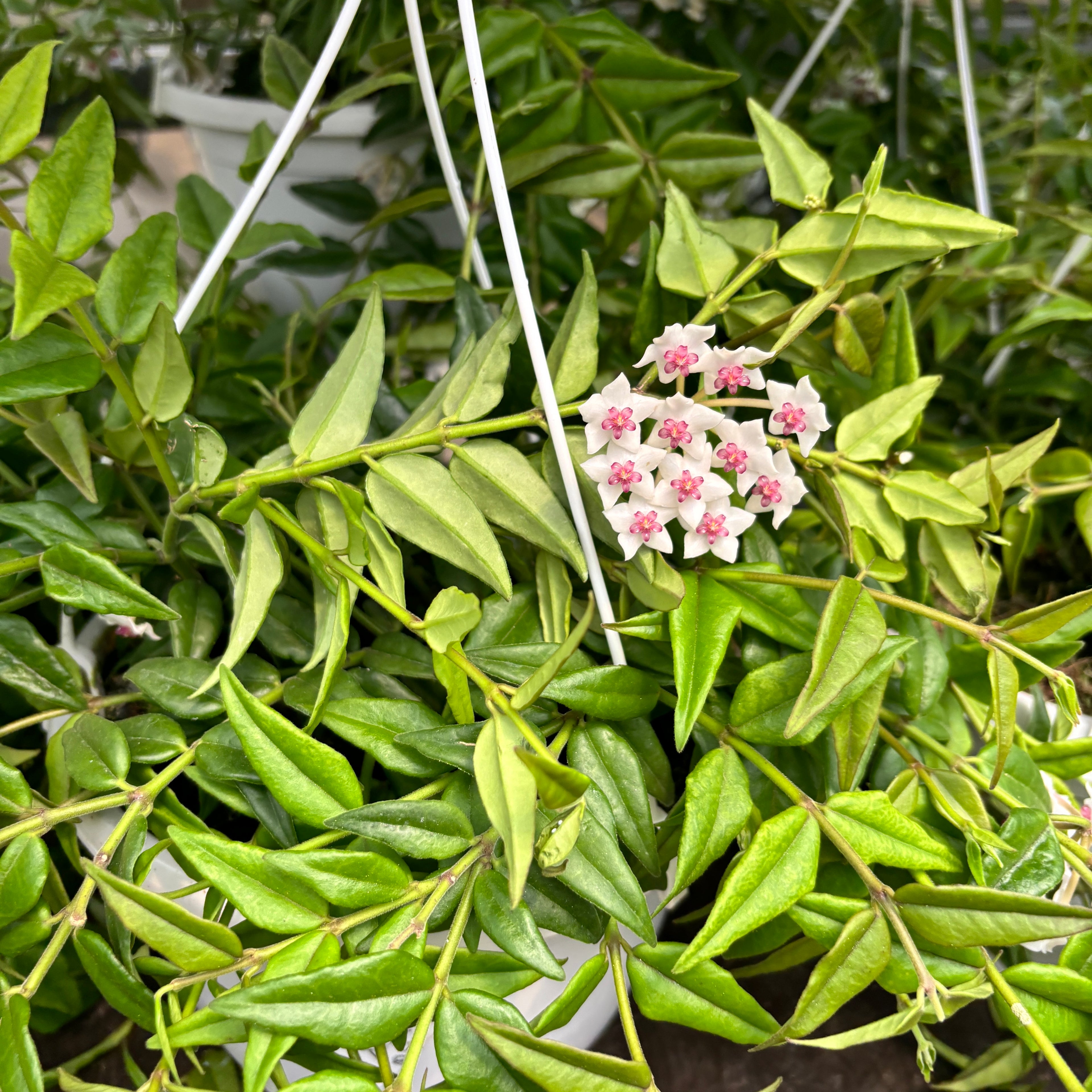 Hoya bella - Lacrima Maicii Domnului - exemplare mari!
