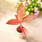 Aglaonema Tango Pink