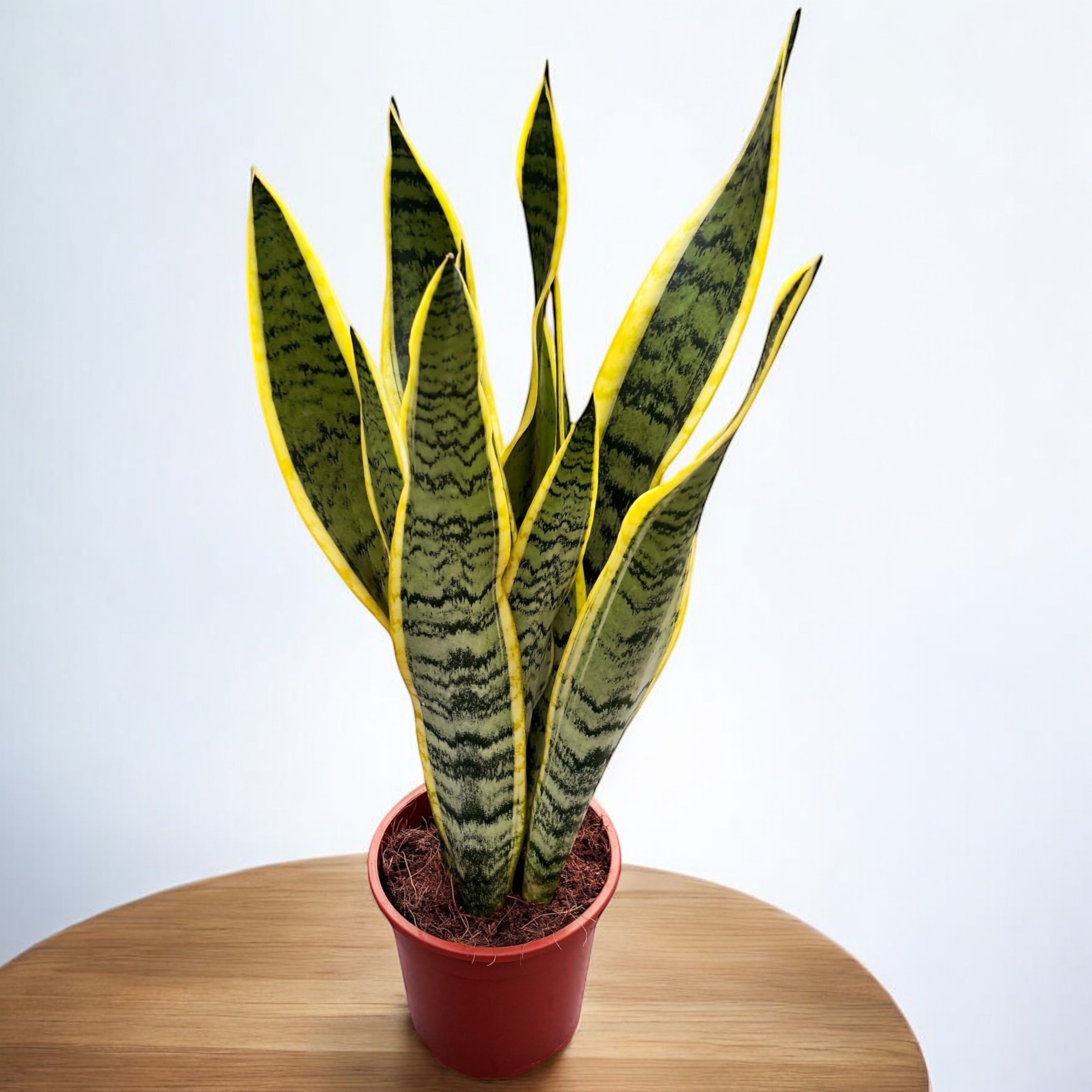 Sansevieria trifasciata 'Laurentii' (limba soacrei)