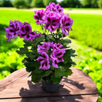 Pelargonium Grandiflorum 'Cynthia’ (muscate englezesti)