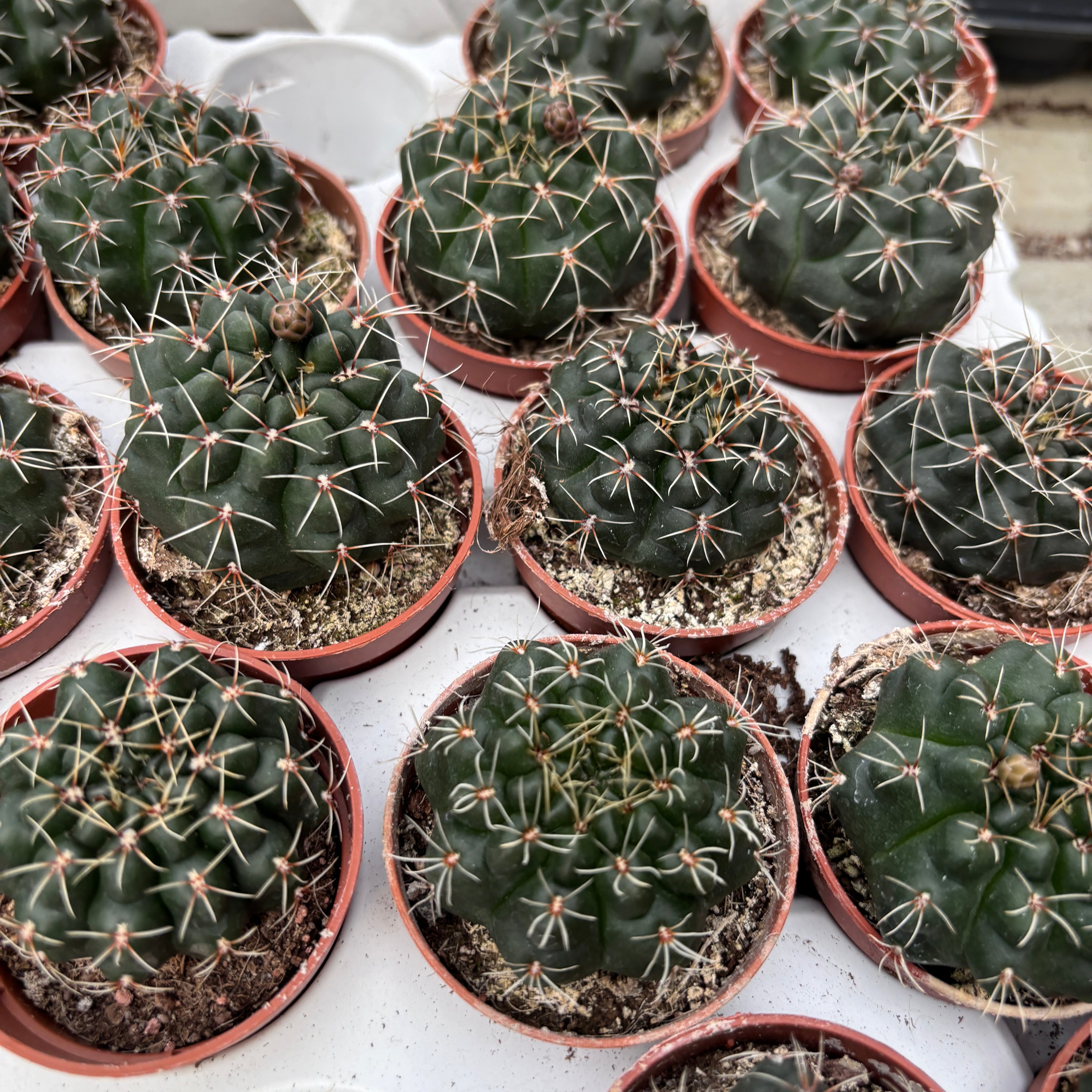 Gymnocalycium baldianum mix
