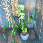 Cymbidium Kaunis Valkoinen