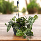 Piper sylvaticum (2-3 plantes/pot)