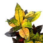 Croton Codiaeum variegatum 'Mrs Iceton' 2pp