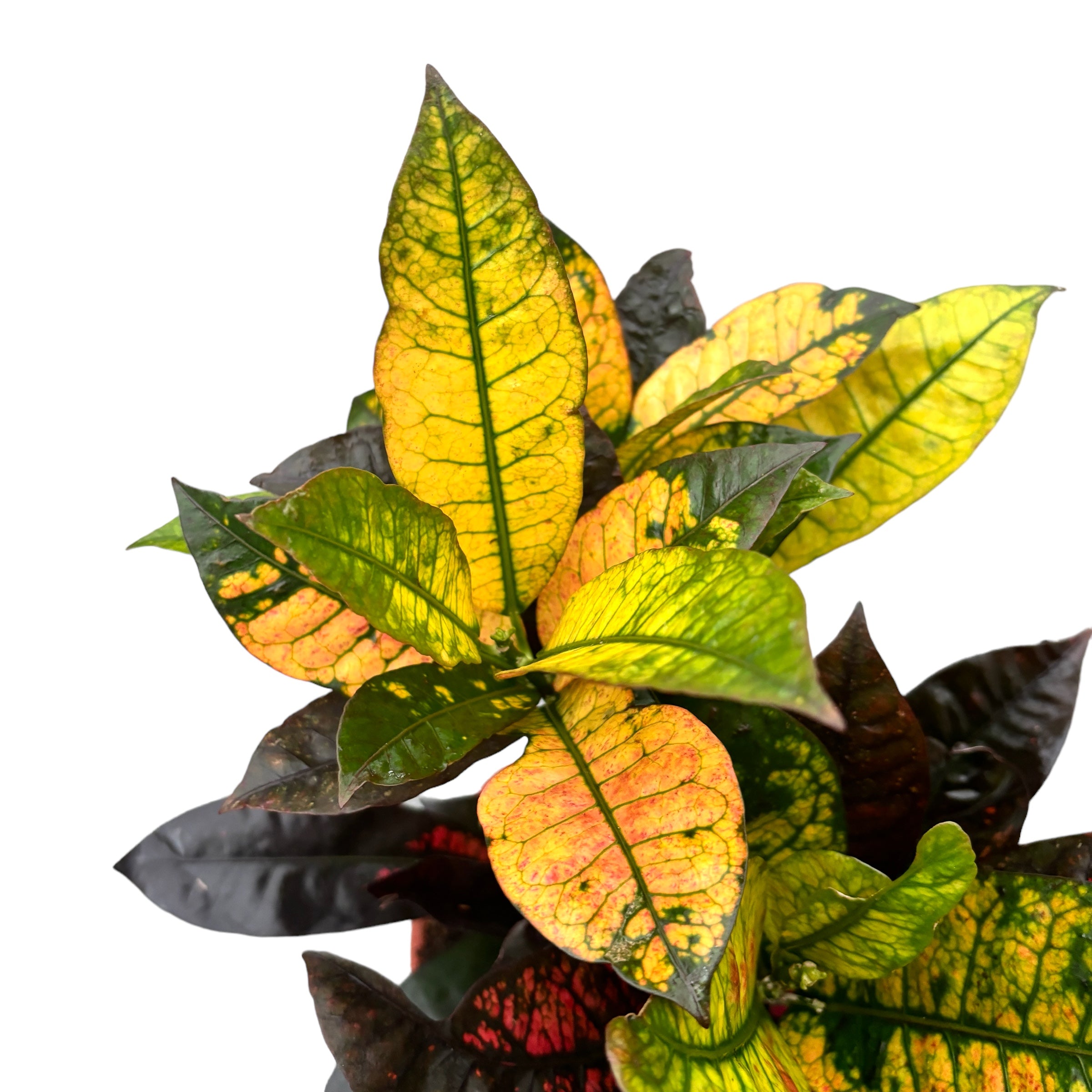 Croton Codiaeum variegatum 'Mrs Iceton' 2pp