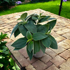 Tibouchina urvilleana ‘Rich Blue’