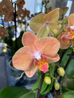 Phalaenopsis Goldrush