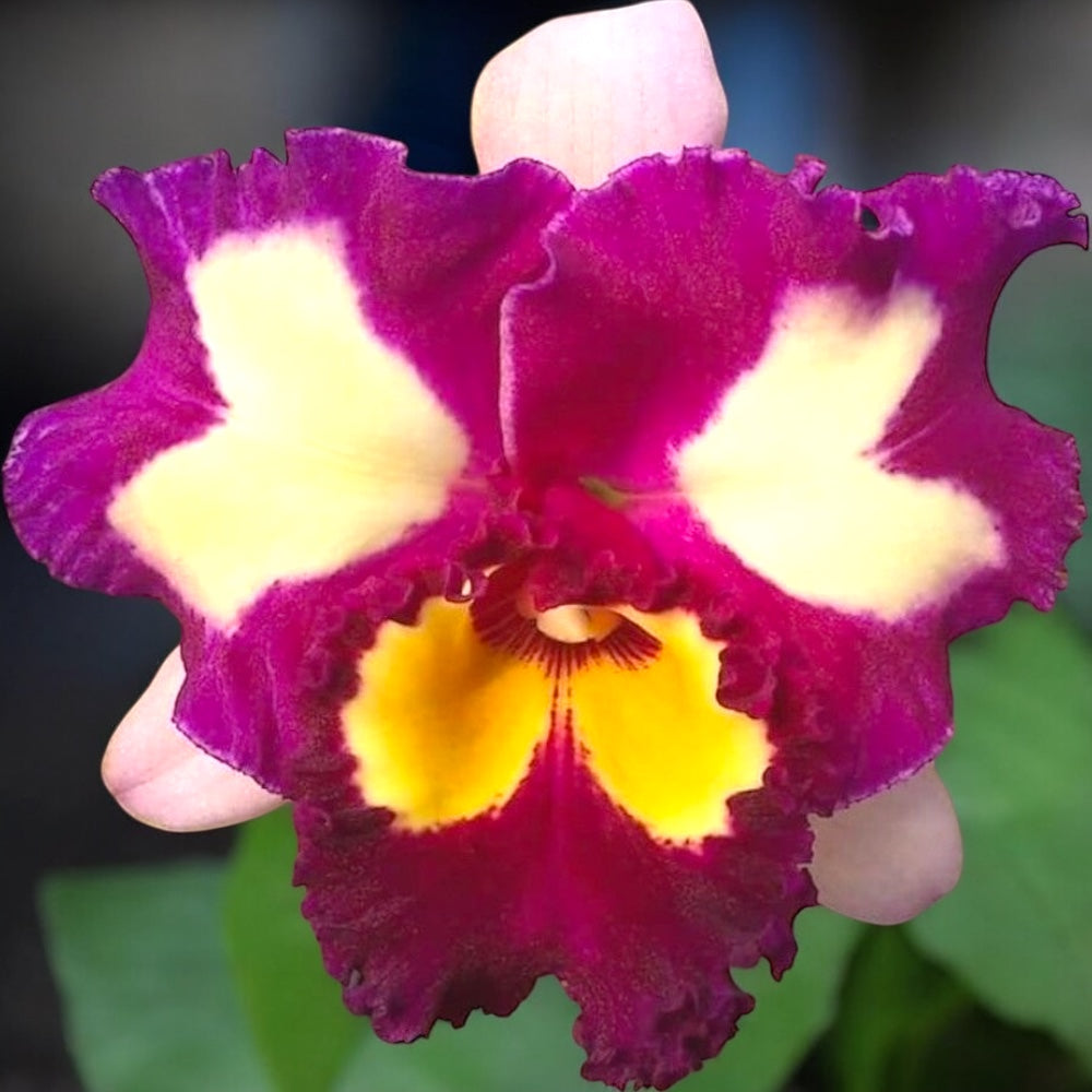 Rlc. Chinese Beauty 'Orchid Queen' AM/AOS * parfumata