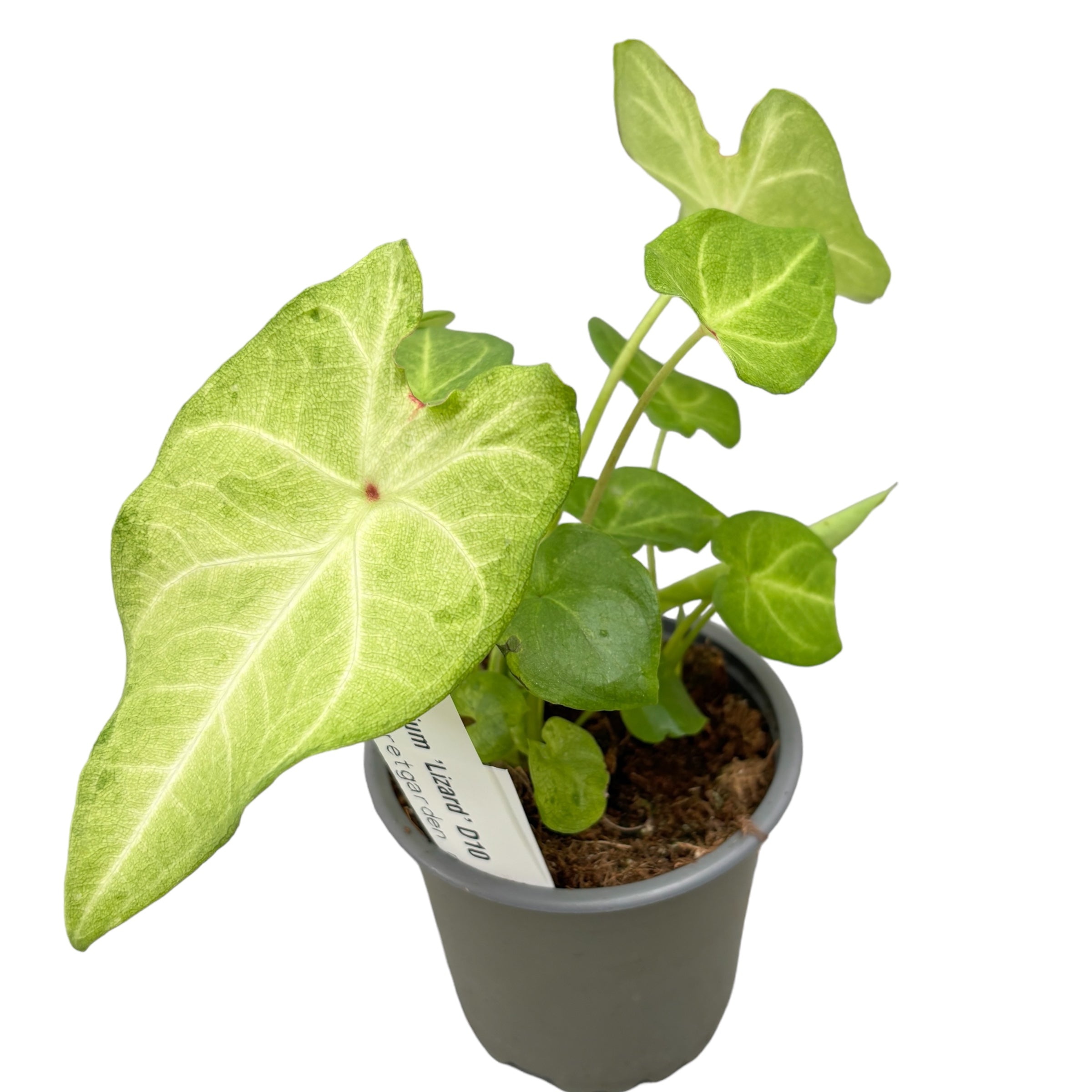 Caladium 'Lizard' (fara frunze)