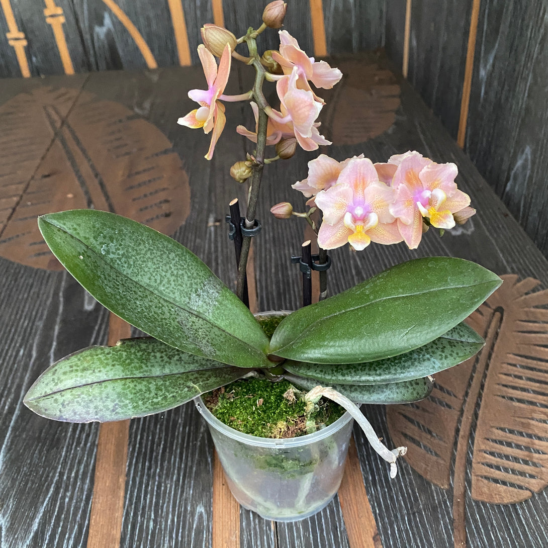 KENTIS - Orchidea Vera Pianta Rara - Phalaenopsis Aromio Powdery Profumata  - Piante da interno Fiorite Purifica Aria - Vaso Ø 12 cm