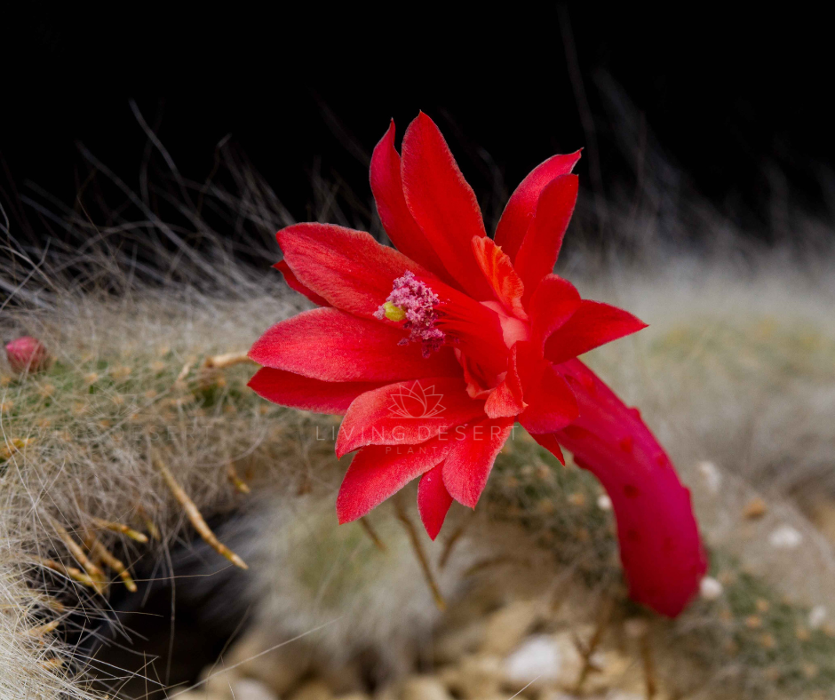 Cleistocactus colademononis (apinan häntä -kaktus) D5 – Secret Garden Plant  Shop