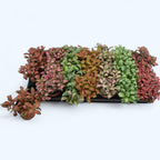 Fittonia mix, planta mozaic