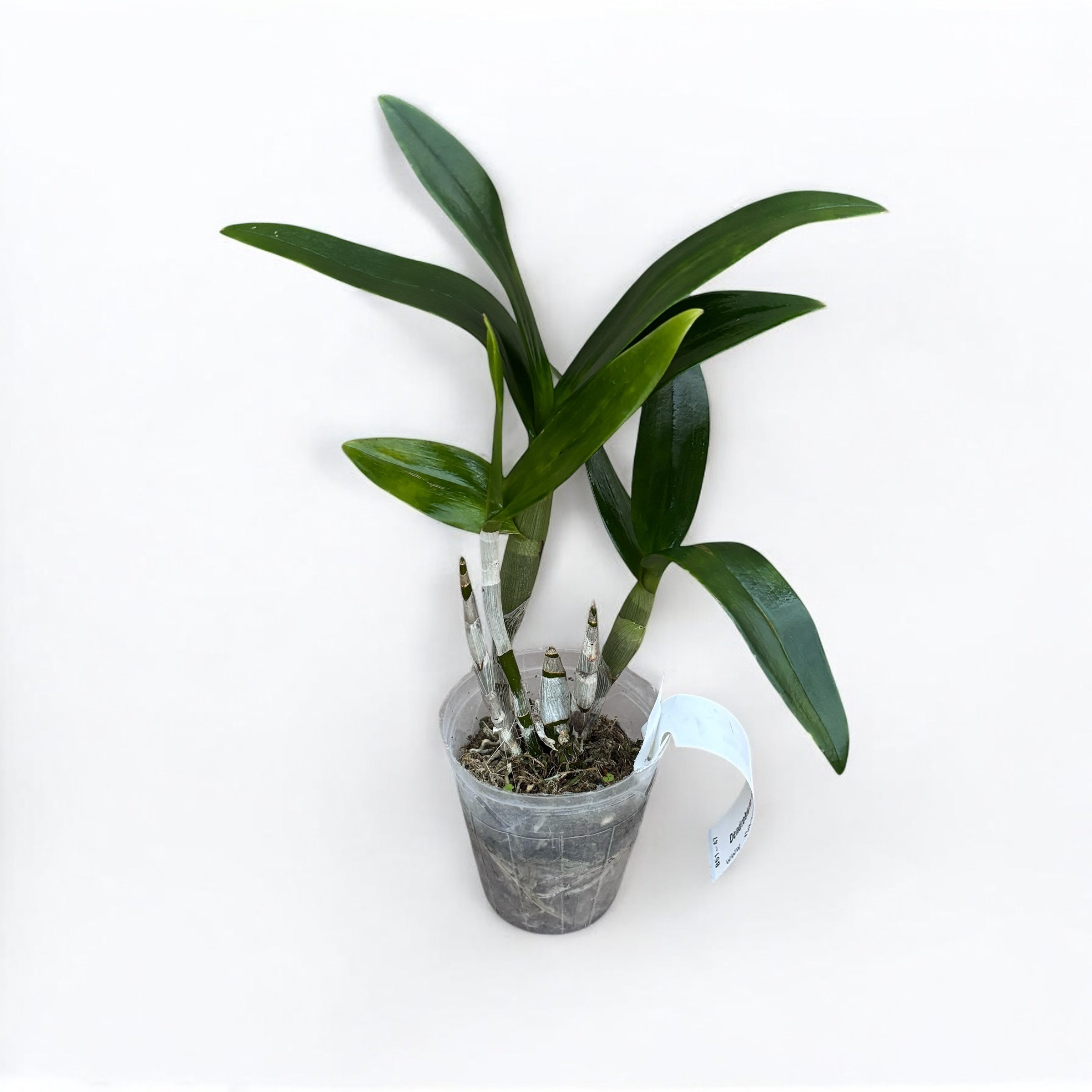 Dendrobium Burana Dark Blue