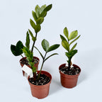 Zamioculcas zamiifolia 'Chameleon' (variegata)