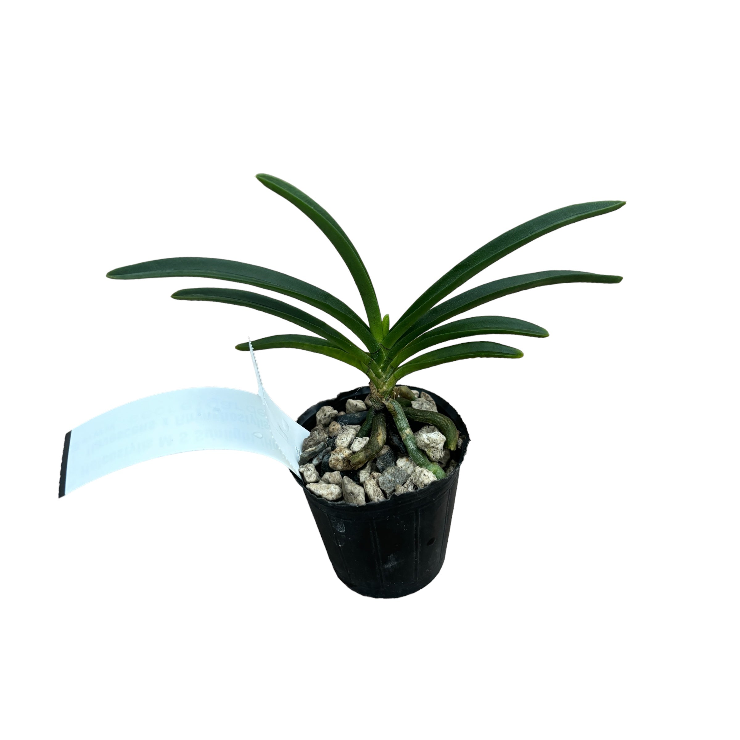 Holcostylis M S Sunlight (Holcoglossum flavescens × Rhynchostylis gigantea)