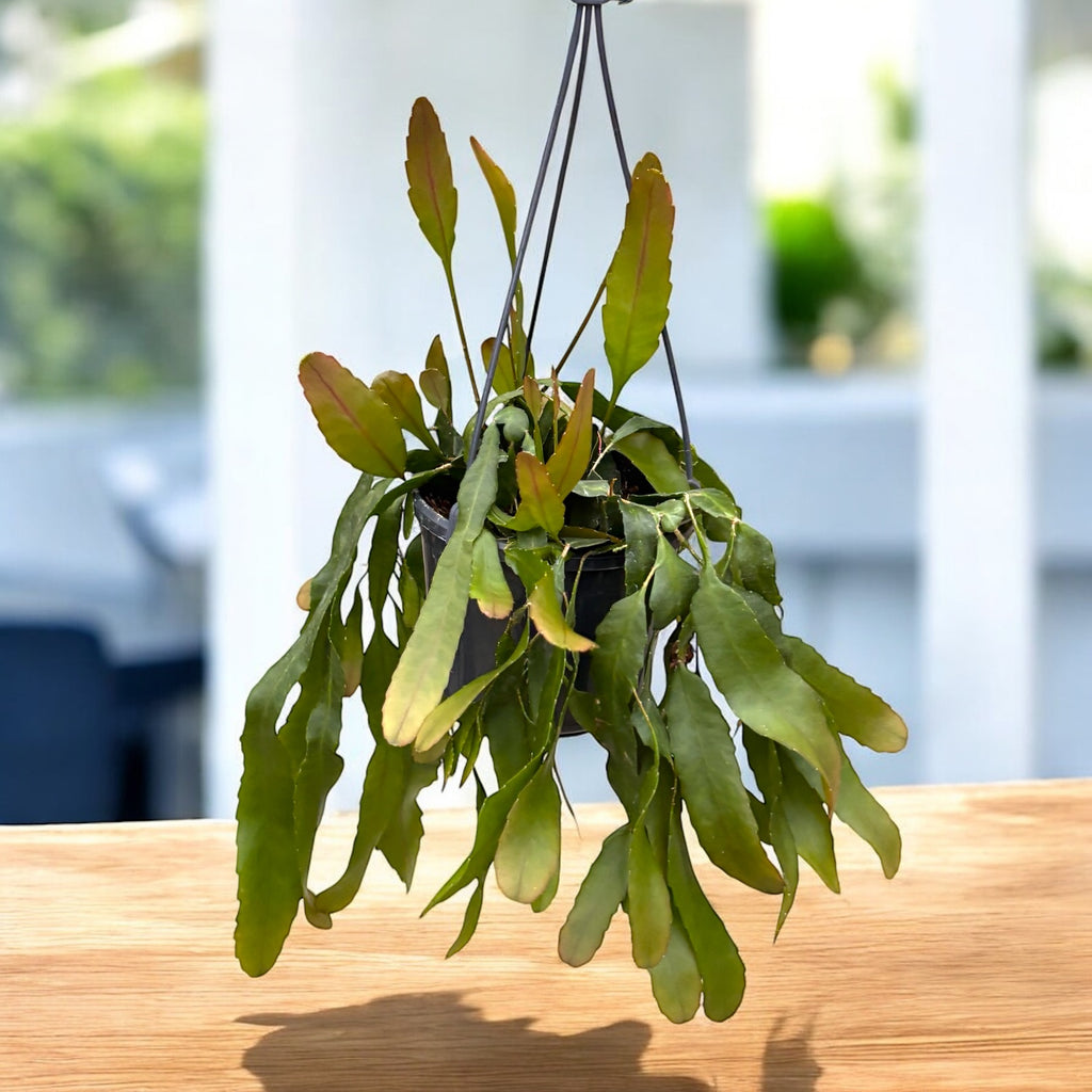 Lepismium houlletianum (Cactus Perce-Neige)