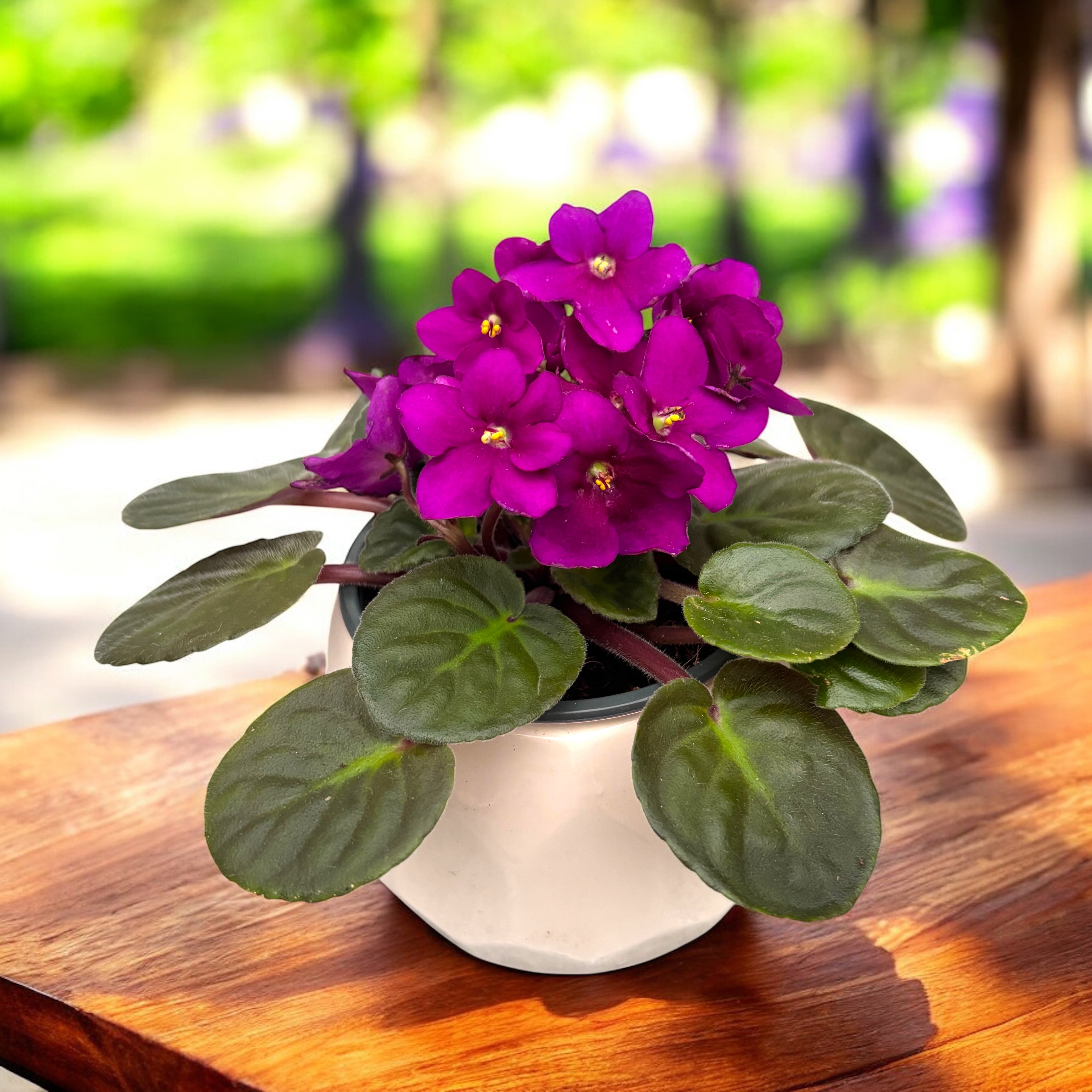 Violete africane - Saintpaulia Inova Spectra Fire