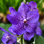 Vanda NITAYA Vioblue (Ansu) - grandes fleurs