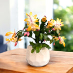 Schlumbergera 'Thor Sophia' (Cactus de Noël jaune) 2pp