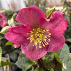 Helleborus Red Princess (spanz de iarna) - flori XL