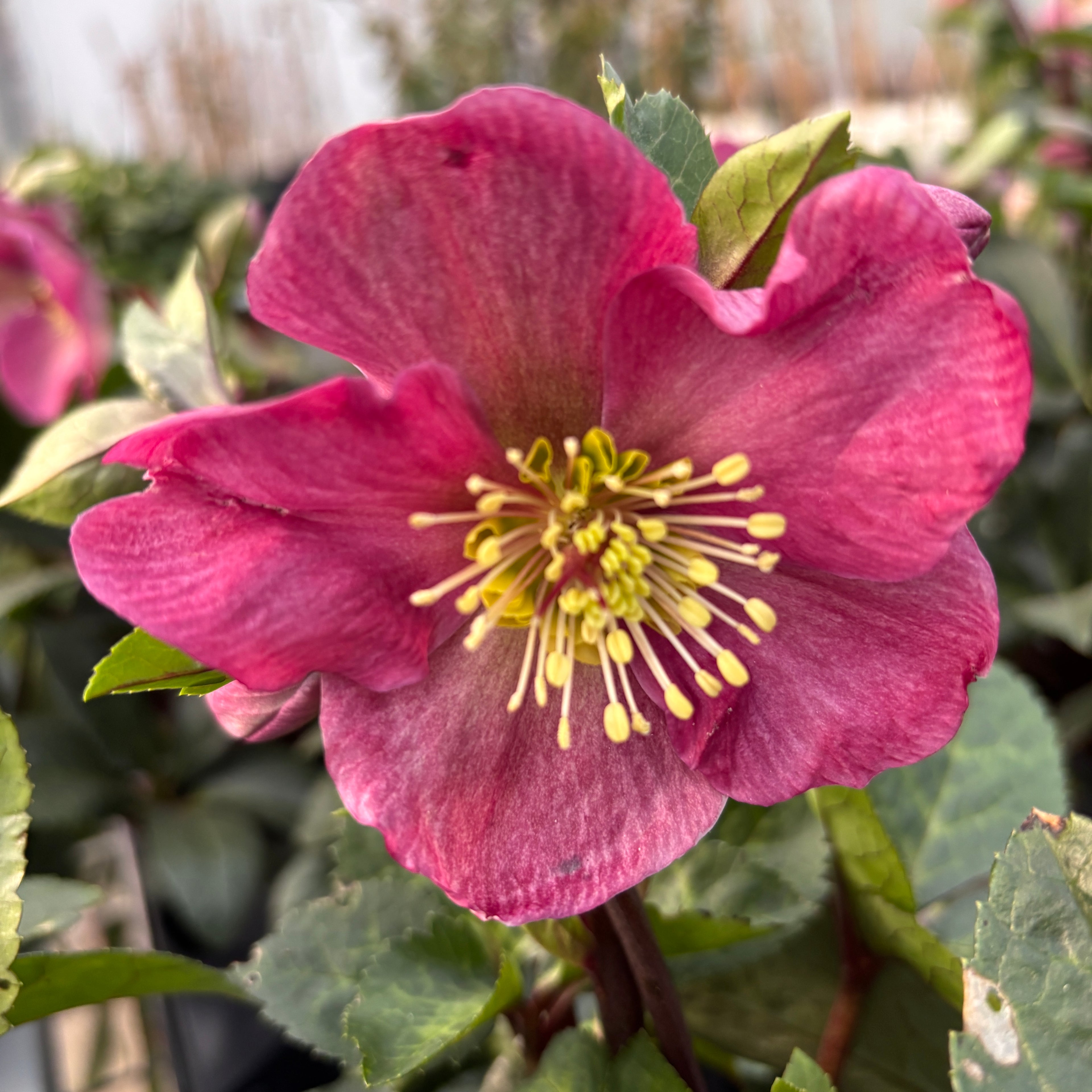 Helleborus Red Princess (spanz de iarna) - flori XL