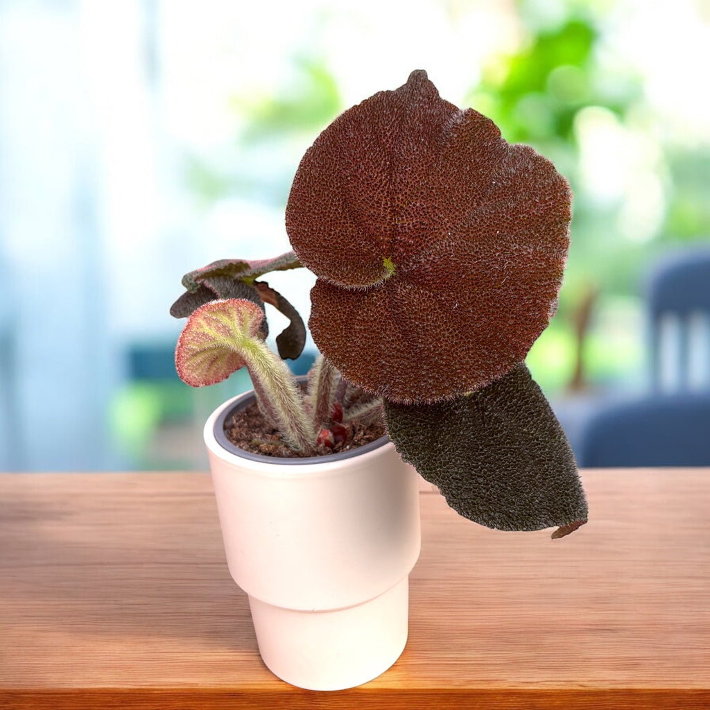 Begonija masoniana 'River'