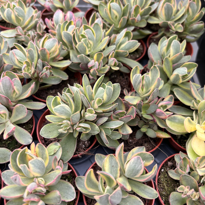 Crassula swaziensis variegata