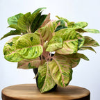 Aglaonema 'Apple Fantasy' 4pp - XL екземпляри