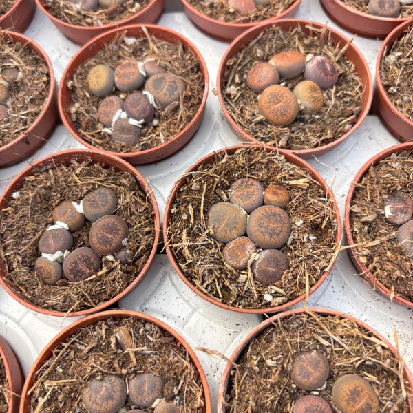 Lithops mini mix ("pietre vii")