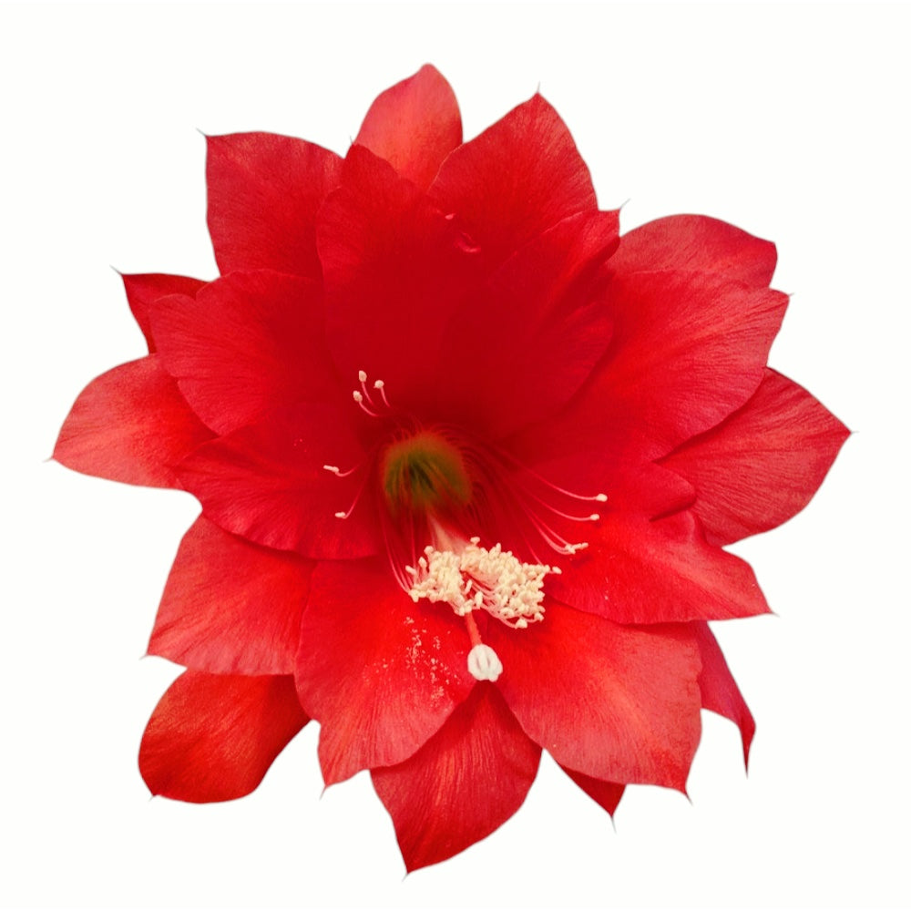 Epiphyllum rosu (Red Type Orchid Cactus) D12