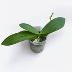 Phalaenopsis Anna-Larati Soekardi (pelorická)