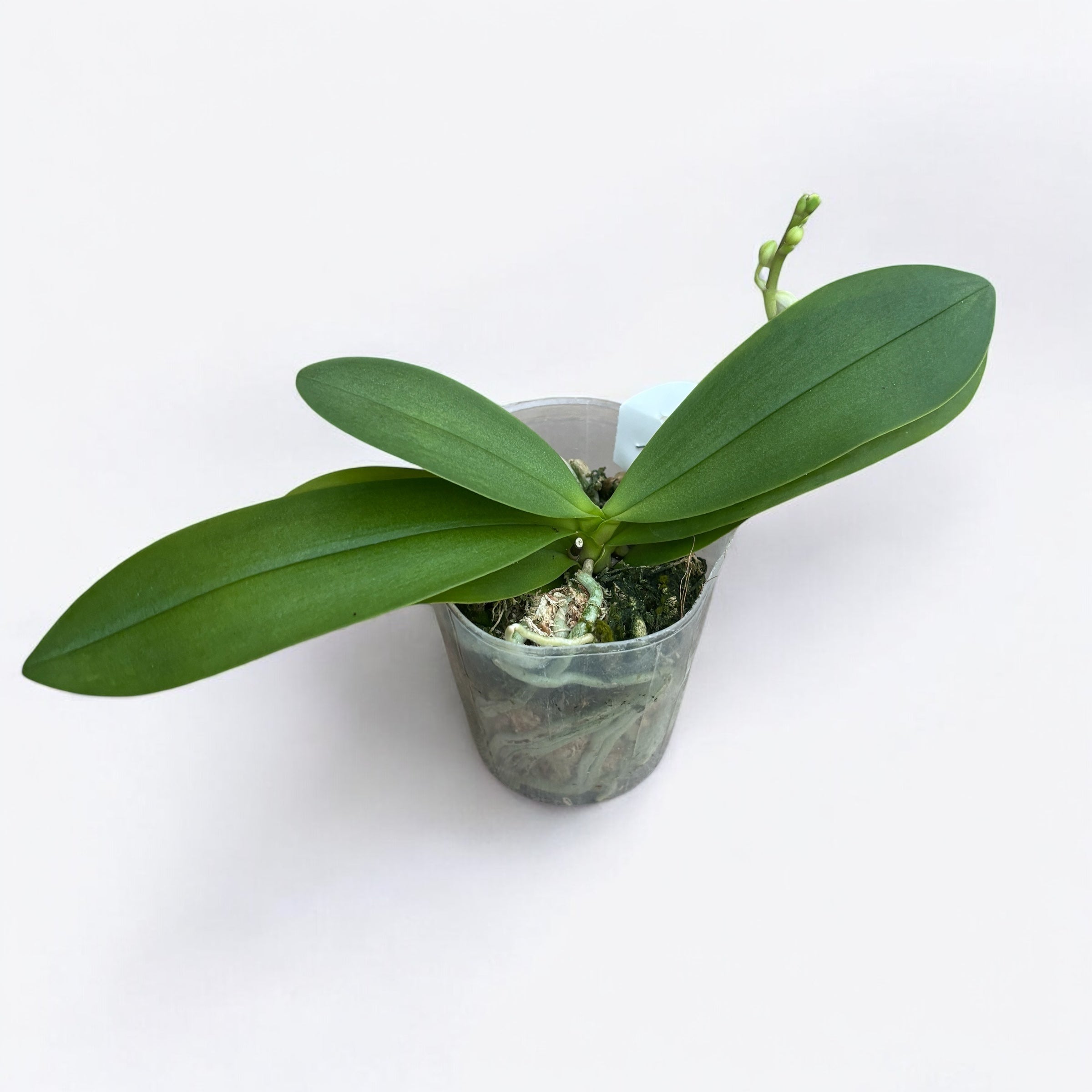 Phalaenopsis Anna-Larati Soekardi (peloric)