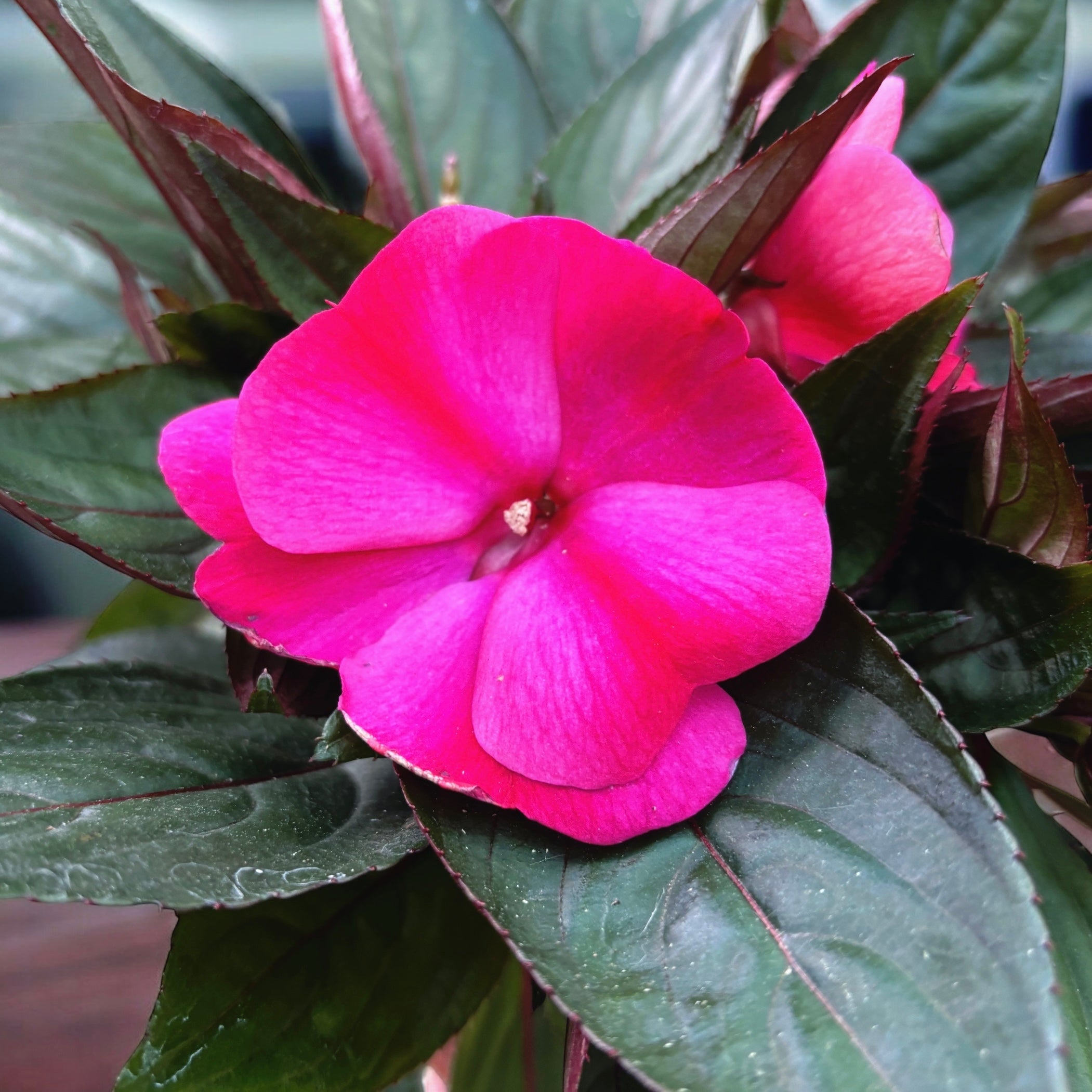Impatiens Új-Guinea 'ColPow Purple Flame' - nagy, élénk lila virágú szobanövény