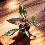 Philodendron 'Red Anderson' (bab növény)