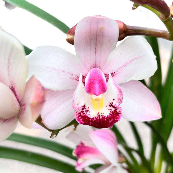 Cymbidium Pink Tumb