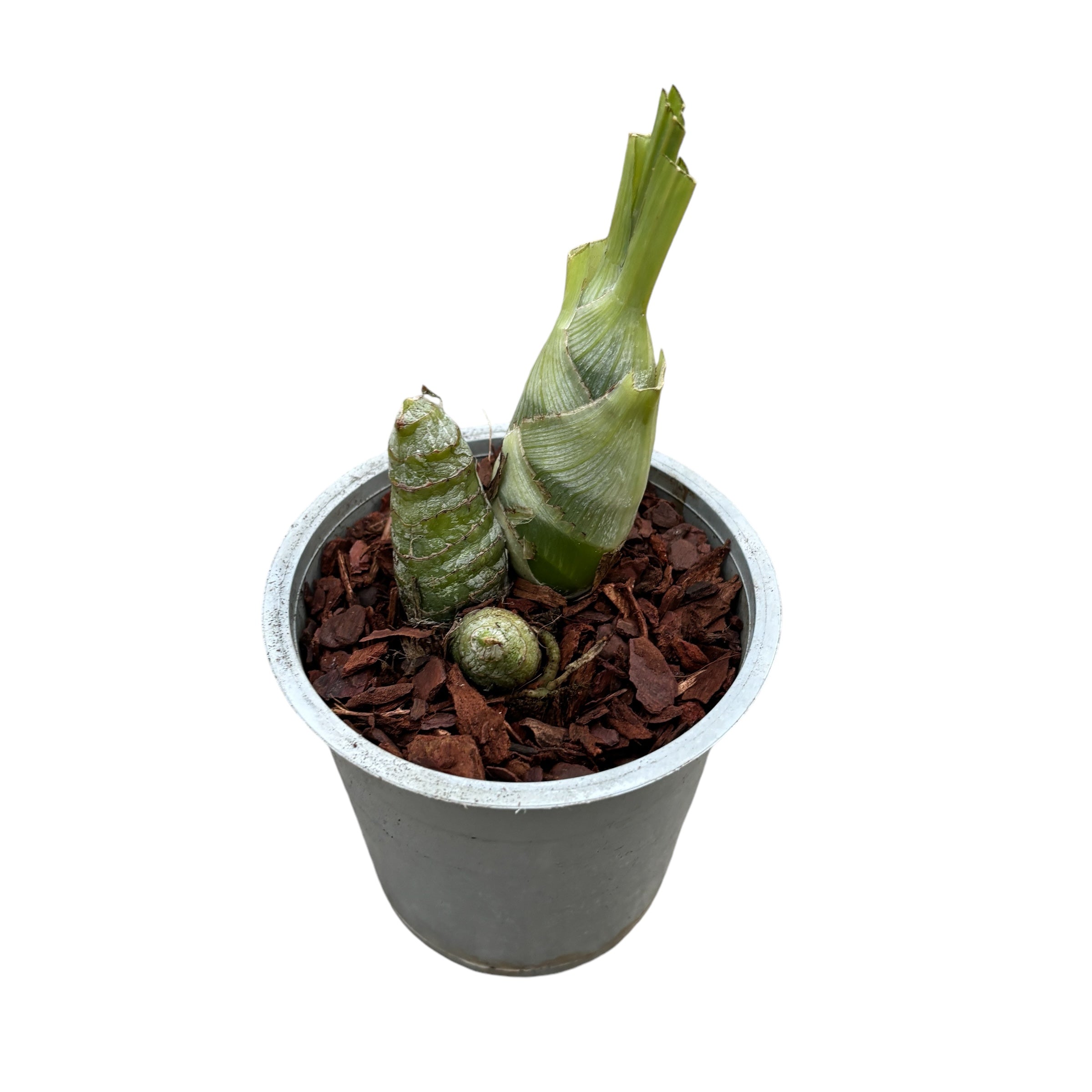 Cyc. Jumbo Puff Taiyoung No.1 SM/TOGA