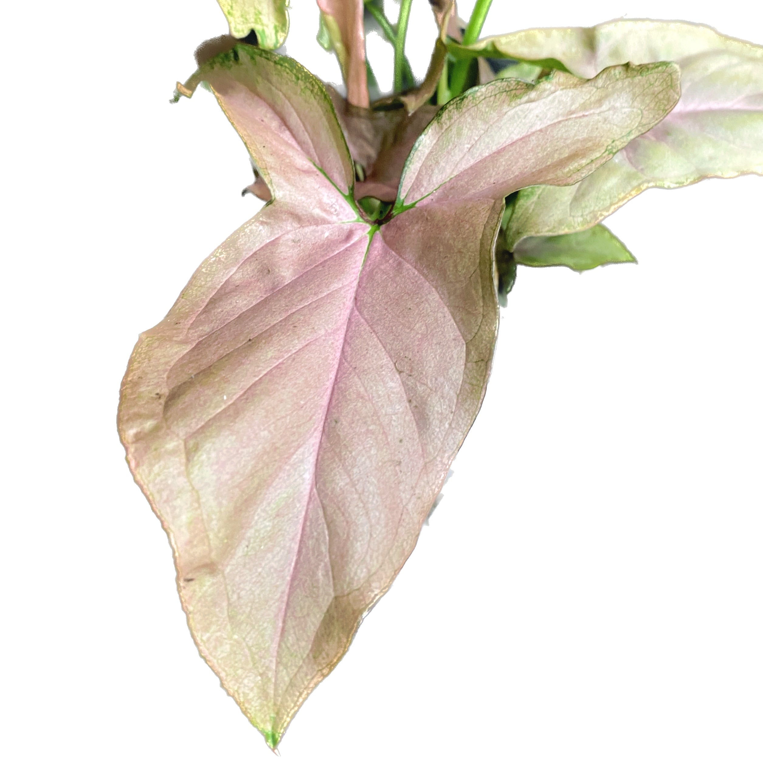 Syngonium Pink Allusion D9