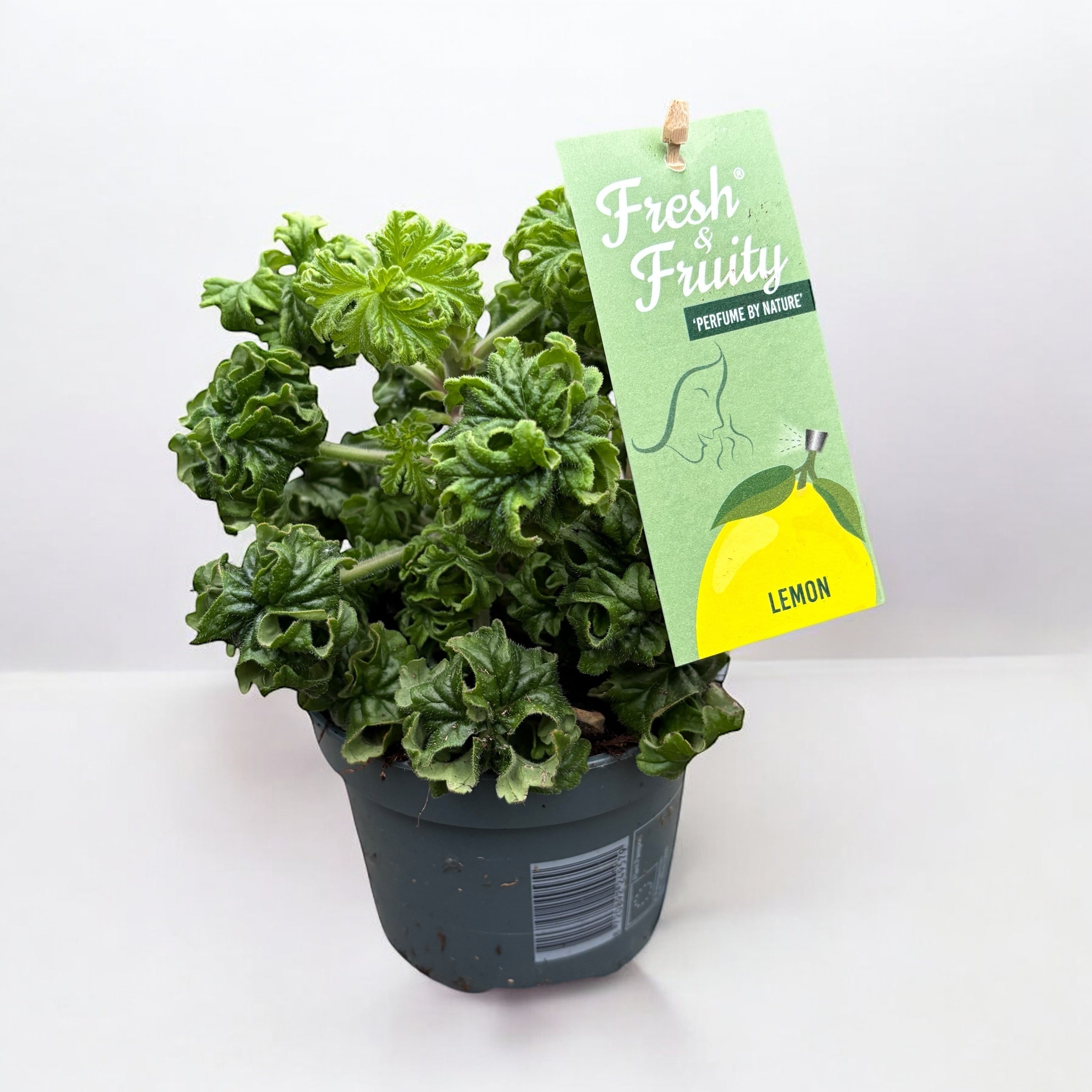 Muscate parfumate - Scented Geranium (aroma de lamaie - Lemon Tree)