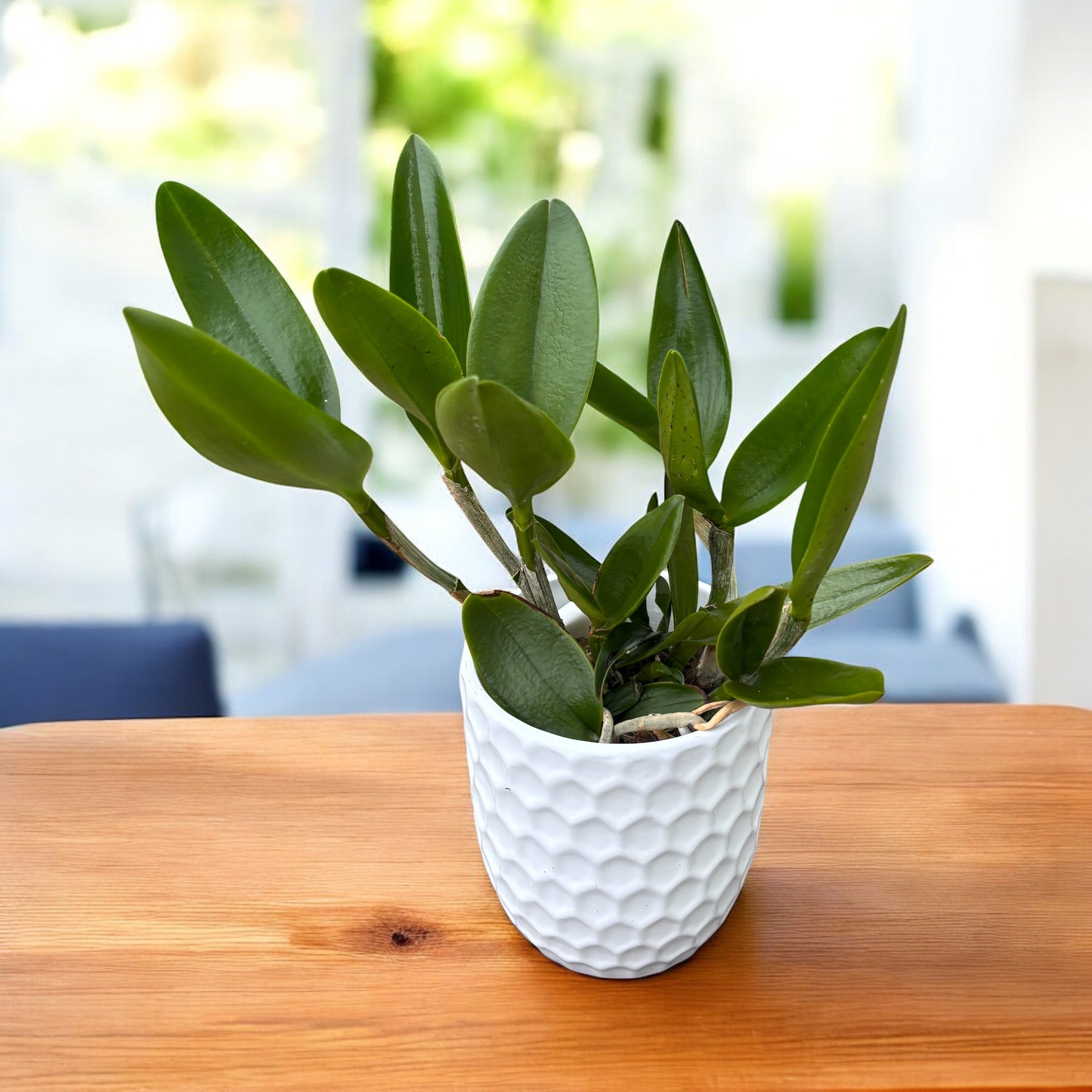 Cattleya leopoldii - parfumata