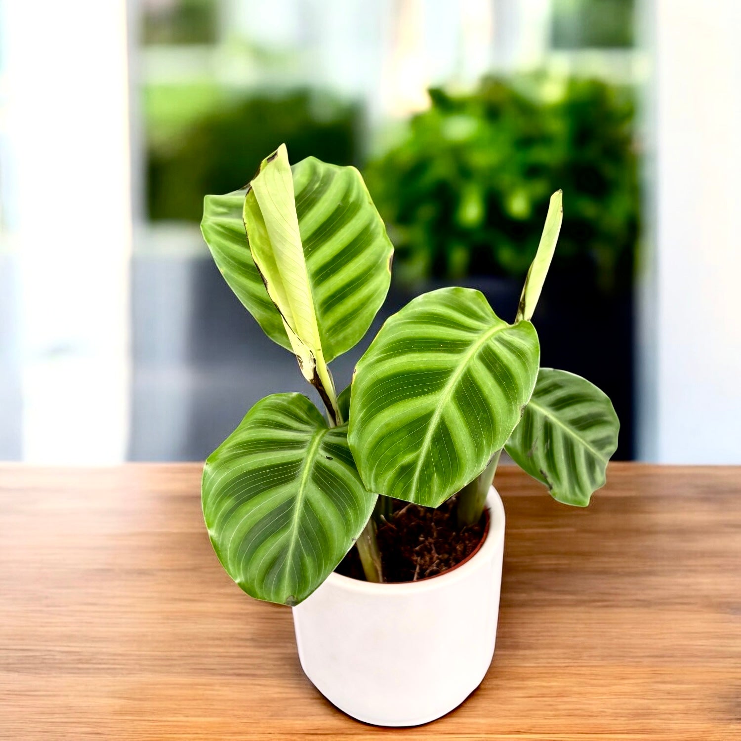 Calathea Zebrina (Zebra Plant) - babyplant